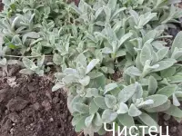 Цветы многолетники от 2р, фотография 4