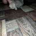 Продам котят