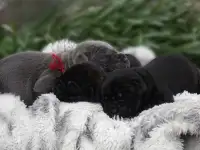 Щенки Кане -Корсо, фотография 2