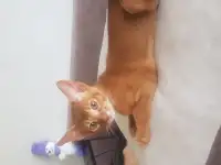 Котенок, фотография 3