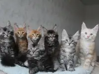 Мальчики мейн-куны., фотография 3
