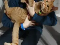 Пропал рыжий кот, фотография 4