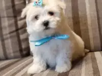 Мальтийской болонки щенки, фотография 4