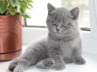 Британские котята, фотография 5