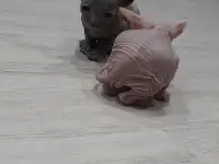 Донской сфинкс