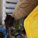 котенок
