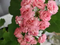 Розебудные цветущие герани Antique Rose - 15 и 22 рублей, фотография 4