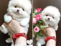 Померанский шпиц, щенки. Мини мишки, фотография 6