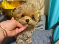 Элитные мини и микро мальтипу ф1 Корея, фотография 8