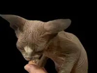 Котята канадского сфинкса, фотография 7