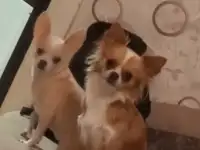 Ищу кабеля для вязки чихуахуа
