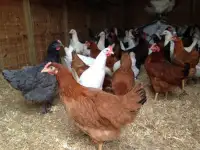 Куры несушки доставка по району, фотография 2