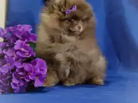 Померанский шпиц щенки. Мини мишки, фотография 3
