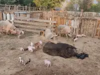 продажа-обмене животных