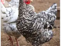куры несушки  доставка по району, фотография 2