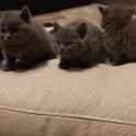 Британские котята, фотография 3
