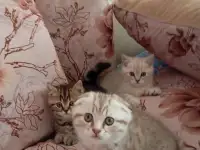 Котята, фотография 7