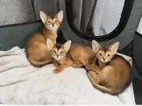 абиссинкие чистокровные котята