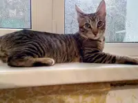Котята, фотография 2