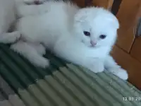 Шотландцы, фотография 6