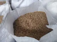 Продам зерно. Лисички. Грибы, фотография 2