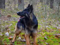 щенки немецкой длинношерстной овчарки, фотография 6