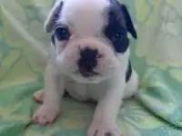Открыт для резервирования щенок французкого бульдога, фотография 2