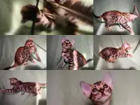 Бенгальские котята мальчики и девочки разного возраста и окраса, фотография 4