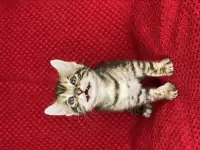 Бенгальские котята, фотография 5