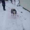 Отдам даром, фотография 2