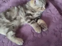 Скоттиш-страйт котята, фотография 7
