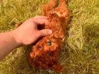 Щенки той пуделя, фотография 4