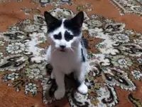 Раздам котят бесплатно, фотография 5