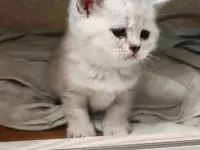 Котята шотландские, фотография 3
