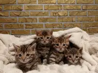 Продам шикарных котят породы бенгальские кароткошорстные, фотография 5