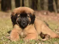 Щенки Леонбергер, фотография 2