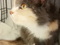 Сладкая кошечка Луна ищет дом!, фотография 10