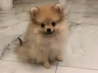 Щенок померанского шпица