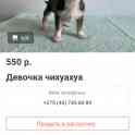 Продам чихуа－хуа, фотография 3