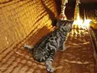 Роскошные бенгальские котята, фотография 4
