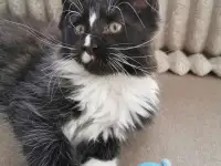Продаются Котятa Мейн Куны  Серцифицированный питомник, фотография 2