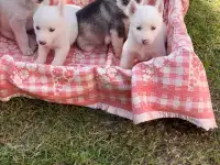 Щенки хаски