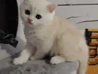 Котенок, фотография 3