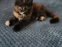 Котятa Мейн Куны из серцифицированного питомника, фотография 4