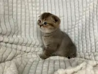 Шотландские котята голубая золотая шиншилла, фотография 4