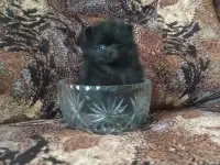 Щенок померанского шпица мальчик