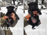 Щенки немецкой овчарки, фотография 4