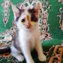 котята, фотография 1