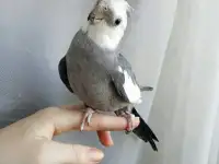 Попугаи оптом и ручные выкормыши., фотография 2