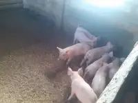 Поросята